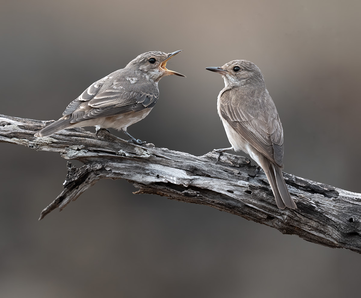 Grauwe Vliegenvanger Met Jong — vogelfotografie